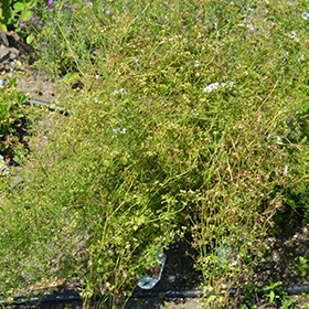 Plant Photo 9
