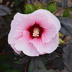 Plant Photo 3