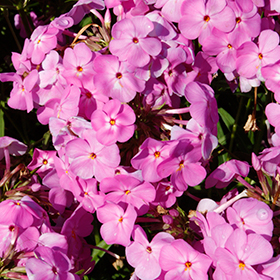 Plant Photo 3