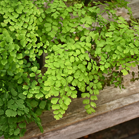 Plant Photo 5