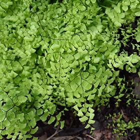 Plant Photo 2