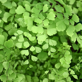 Plant Photo 4