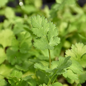 Plant Photo 8