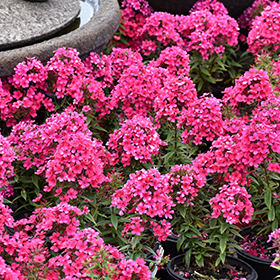 Plant Photo 9