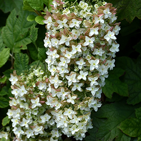 Plant Photo 6
