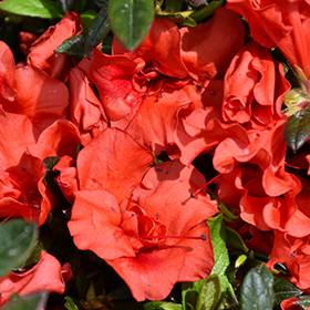 Plant Photo 1