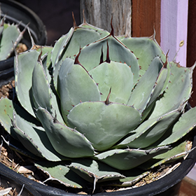 Plant Photo 10