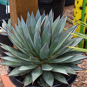 Plant Photo 9