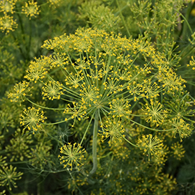 Plant Photo 4