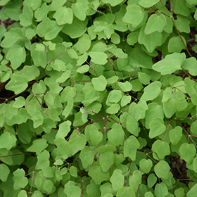 Plant Photo 4