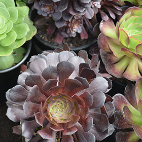 Plant Photo 7