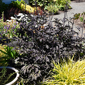 Plant Photo 4