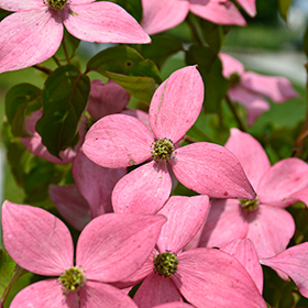 Plant Photo 1